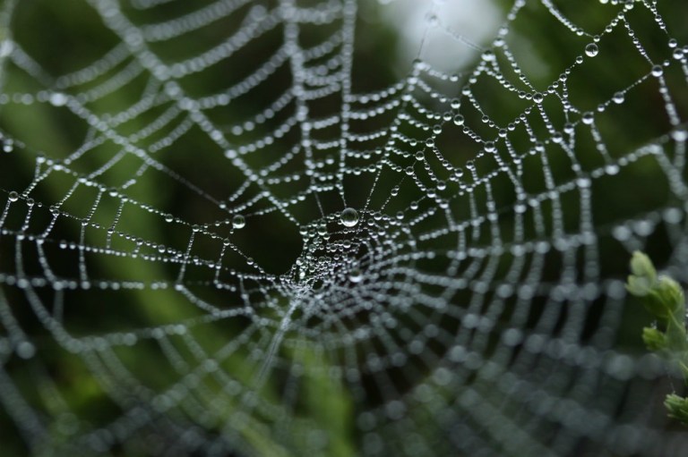 La combinación entre madera y seda de telaraña podría remplazar al plástico