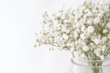 White Day: esta es la razón para regalar flores blancas el 14 de marzo