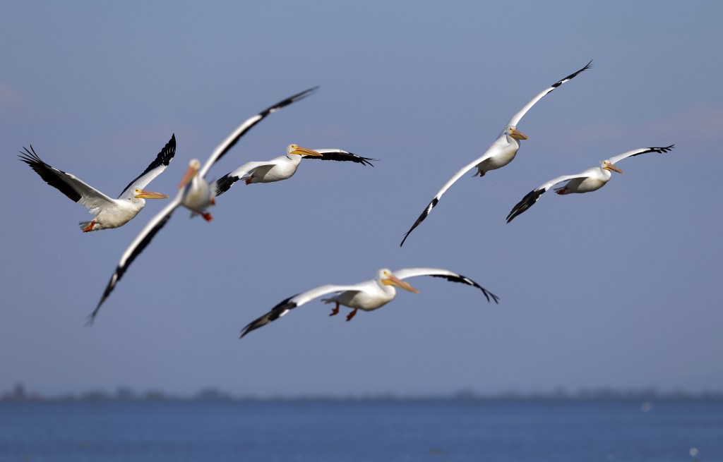 -FOTOGALERÍA- MEX2364. PETATÁN (MÉXICO), 07/02/2025.- Fotografía del 6 de febrero de 2025 de pelícanos borregones (Danaus Plexippus) procedentes de Estados Unidos y Canadá volando en la isla de Petatán del municipio de Cojumatlán (México). Originarios de Norteamérica, los pelícanos borregones, unas de las aves migratorias más grandes del continente, llegan cada año a esta isla en busca de refugio del invierno, donde encuentran un clima más cálido. Anualmente, cerca de 20,000 ejemplares arriban a las costas mexicanas. EFE/ Francisco Guasco