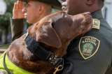 Despiden con honores a Rigo, un perro policía que salvó vidas durante seis años