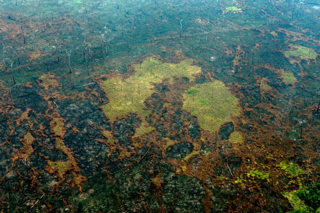 Entre 1985 y 2018, la Amazonía perdió en promedio dos millones de hectáreas de bosque por año.