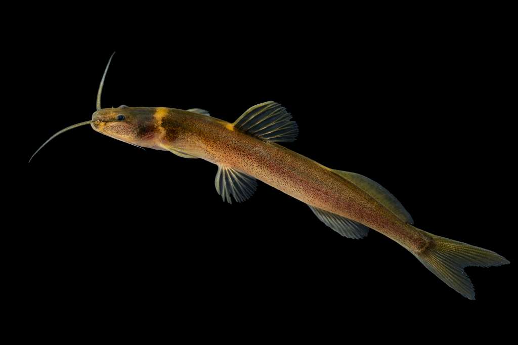Especie Magdalenichthys poira.