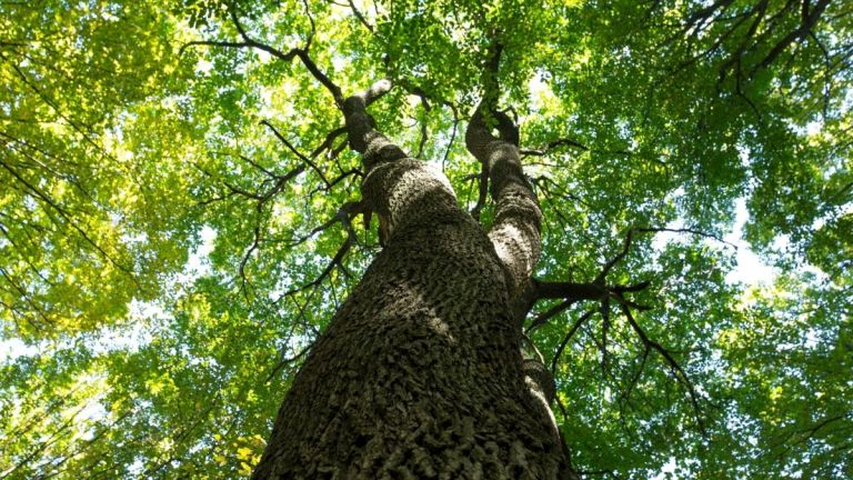 ¿Cómo plantar un árbol y qué materiales necesita? Este es el paso a paso