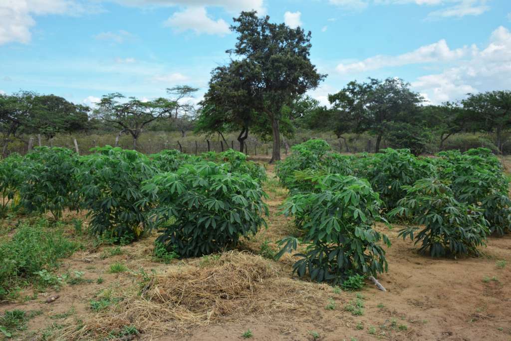 Cultivo de yuca en una de las huertas comunitarias de la comunidad Curarir, en Maicao.