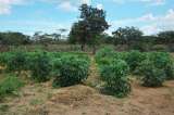 Primera área de protección para producir alimentos se declara en La Guajira