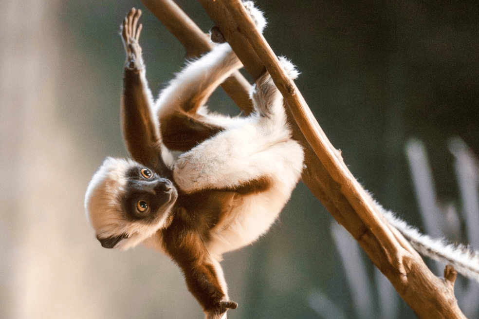 Lémur sifaka de Coquerel.