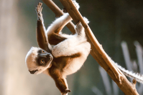 En un zoológico de Inglaterra nació uno de los primates más raros del mundo