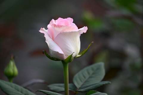 Las flores colombianas adornarán EE. UU. mientras sus cultivadores temen aranceles