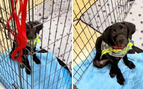 Perrito ignorado por ser negro, conmueve con su historia y consigue ser adoptado