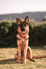 5 razas de perros de talla grande ideales para espacios enormes