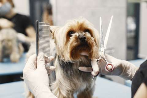 La Ley Kiara cambiará las reglas para peluquerías, guarderías y paseadores caninos