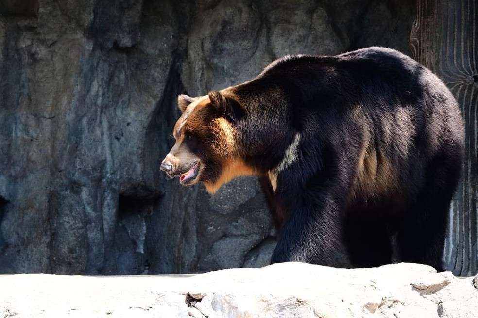 OSO NEGRO VIETNAM