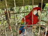 Rescatan guacamayas, loros y un mono que vivían en cautiverio en Cundinamarca