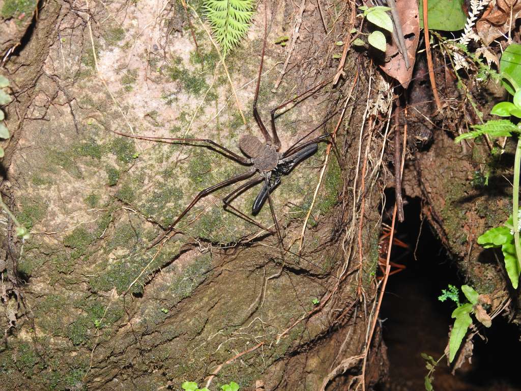 Los investigadores identificaron que las "arañas látigo" halladas en cuevas de la Amazonia corresponden a la especie Heterophrynus batesii.