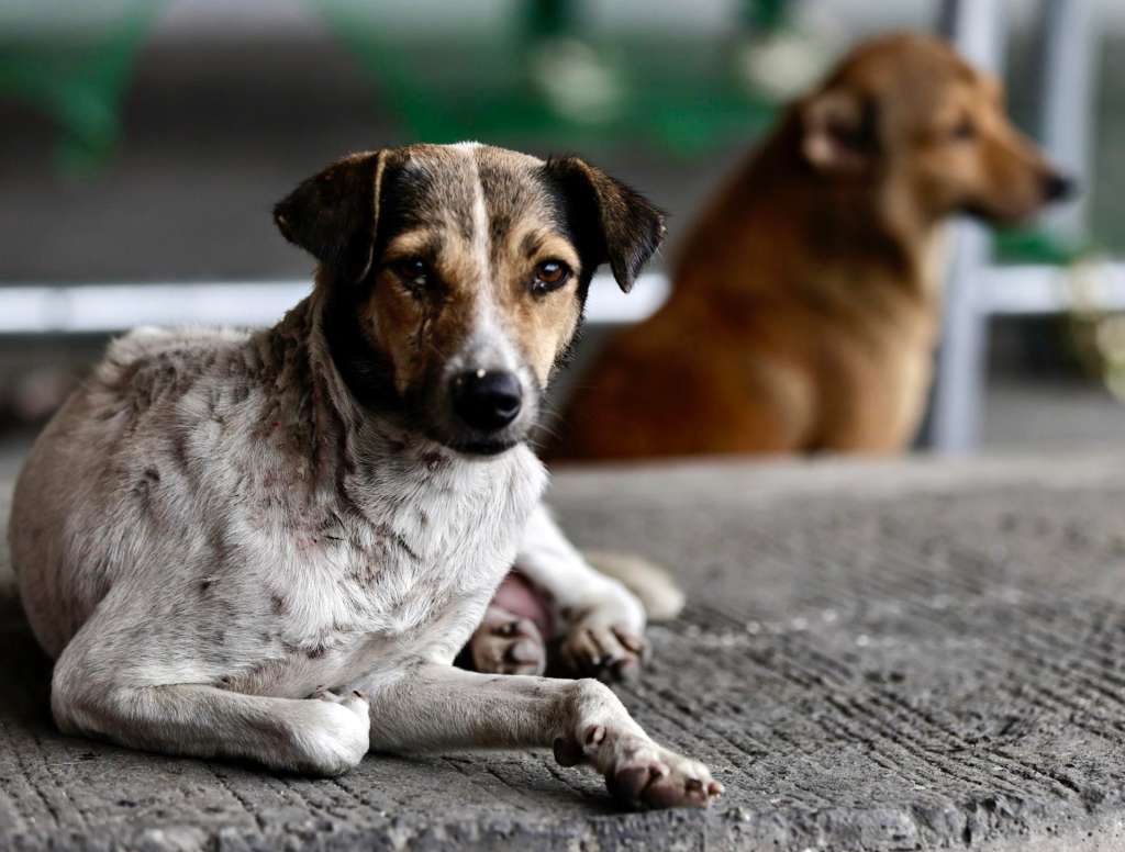 Los perros grandes envejecen más rápido que los pequeños. La explicación estaría en su ADN