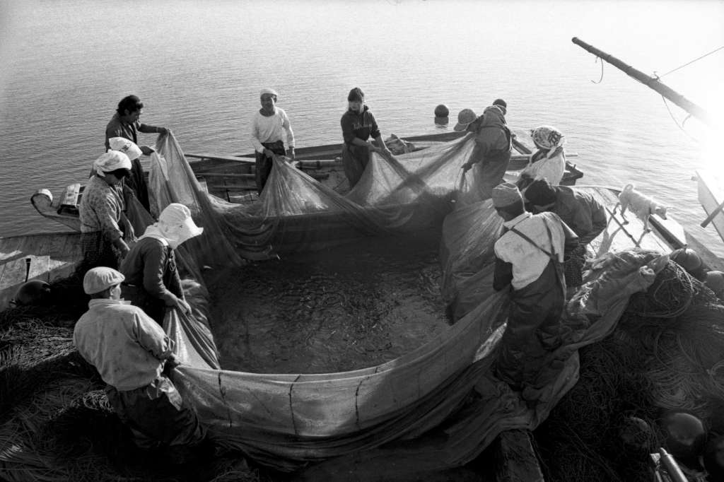 Pesca de sardinas en el mar Shiranui.