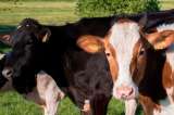 ¿Cómo saber la edad de una vaca o bovino por los dientes?