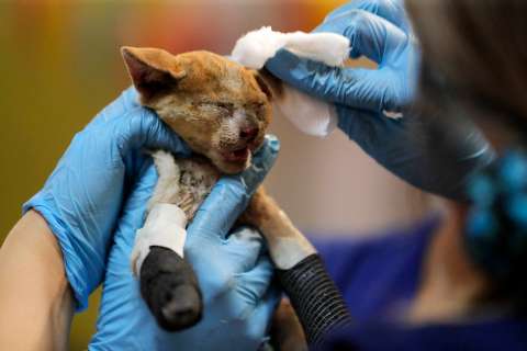 Piden crear un plan de protección animal ante desastres naturales y conflictos armados