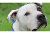 Este domingo puede adoptar un animal de compañía en Bogotá