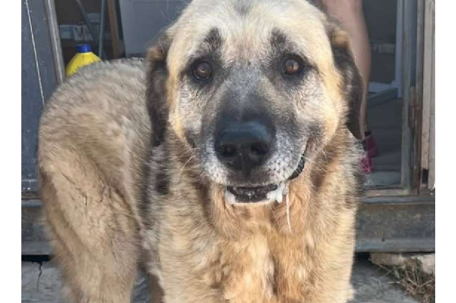 Ningún perro merece enfrentar la desorientación y la soledad del desamparo, y menos aún retornar al punto de partida tras haber brindado años de afecto sincero.
