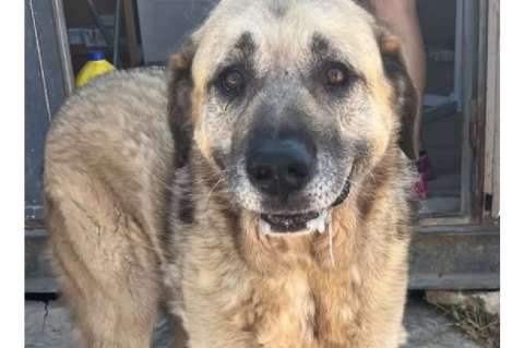 A Otto ya le rompieron el corazón, lo devolvieron luego de siete años en familia