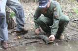 Liberados 20 caimanes en el Parque Nacional el Tuparro del Vichada