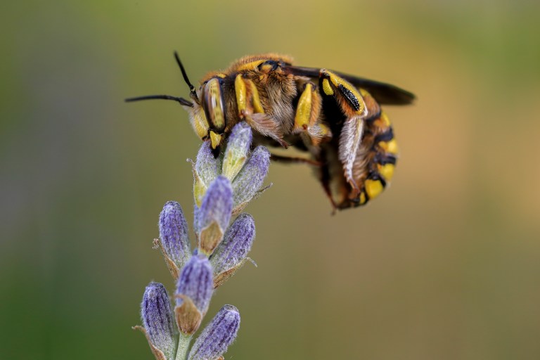 La FAO pide proteger a las abejas por ser “vitales” para el futuro.