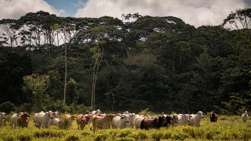 La transformación de coberturas naturales en pastos para la ganadería es uno de los motores de la deforestación a nivel nacional.