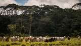¿Qué tan grave es la deforestación en Colombia y cuáles son sus causas?