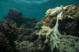 Los corales de la Gran Barrera de Australia vuelven a blanquearse