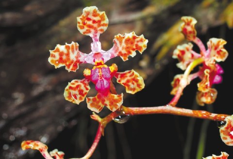 Las orquídeas hablan sobre el  cambio climático