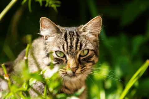 Más de 140 gatos fueron abandonados en el desierto de Abu Dhabi