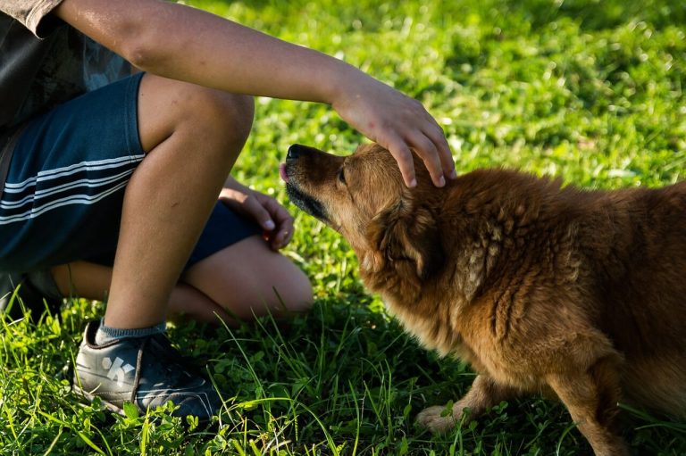 Este lunes inicia la VII Semana Distrital de Protección Animal «Bogotá Amiga de los Animales»