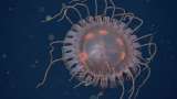 Casi 40 tentáculos: esta es la medusa coronada más grande que se ha descubierto