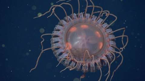 Casi 40 tentáculos: esta es la medusa coronada más grande que se ha descubierto