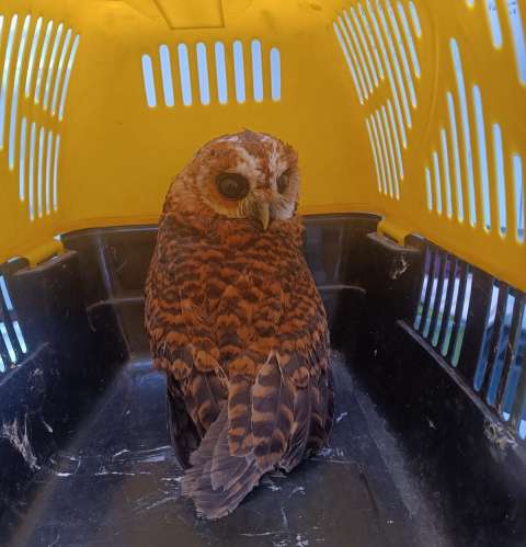 Tres aves silvestres que eran usadas como mascotas fueron rescatadas en Bogotá