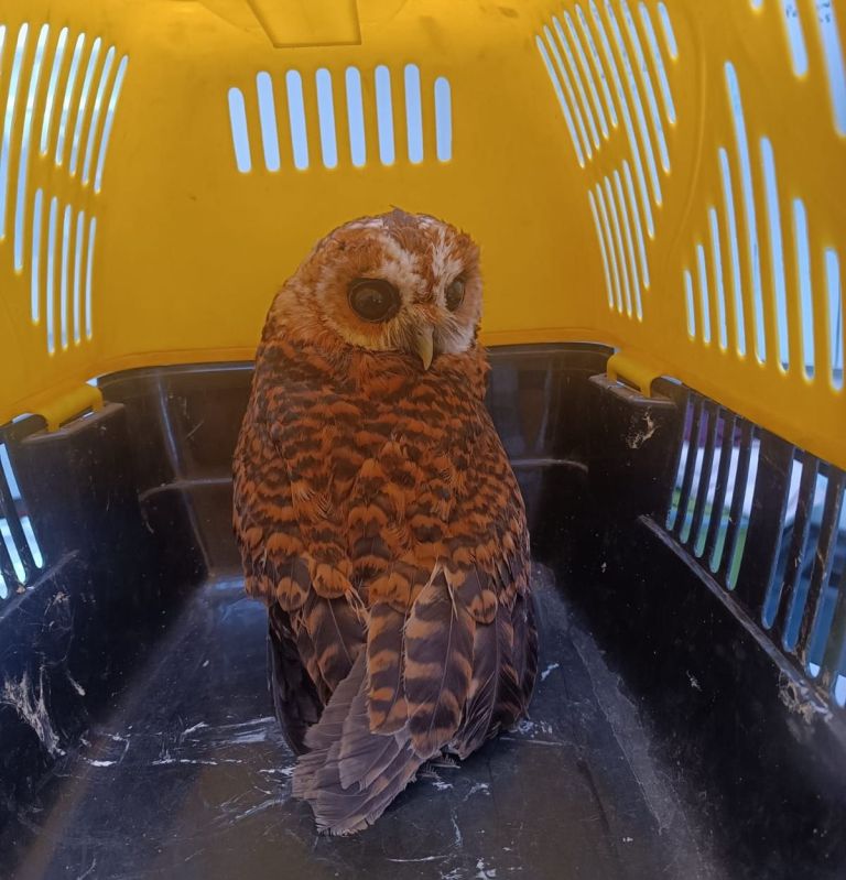 Tres aves silvestres que eran usadas como mascotas fueron rescatadas en Bogotá