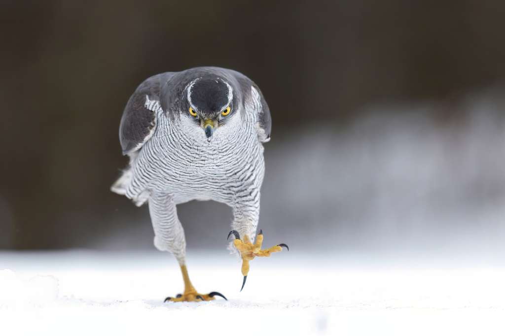 Fotografías de Comedy Wildlife Awards.