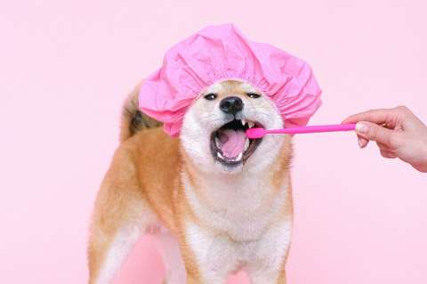 ¿Cómo cepillar los dientes de un perro?
