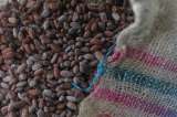 Cacao hecho en el Meta fue galardonado como el mejor del mundo