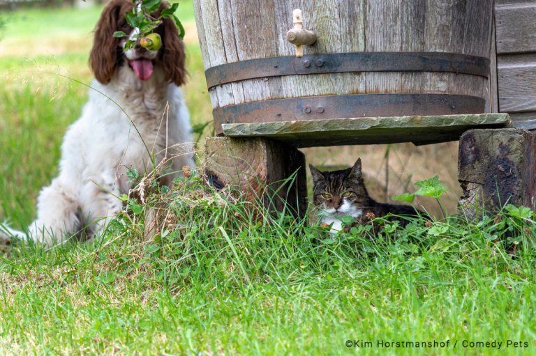 "Misty, la spaniel, quería jugar desesperadamente con Nala, la digna señora mayor de la casa de fieras. Afortunadamente, Misty era bastante mala en el escondite", contó la fotógrafa sobre la imagen.
