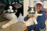 Gato se acerca a una persona para pedirle comida y termina encontrando una familia