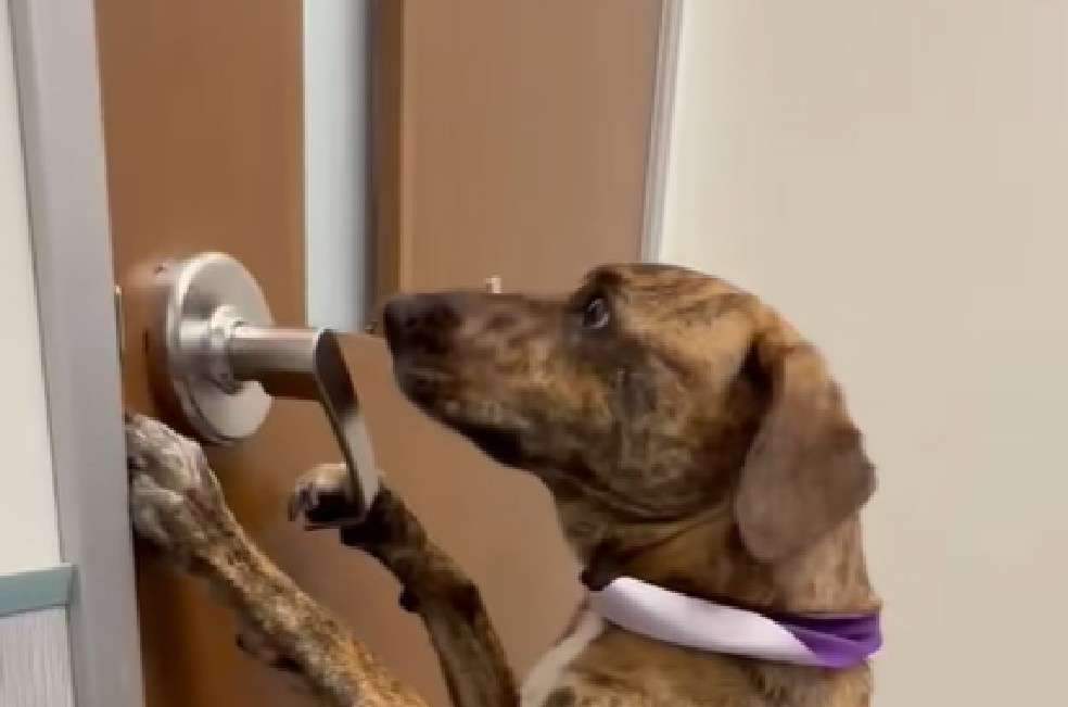 La escena despertó simpatía y risas entre los espectadores, quienes elogiaron la determinación del animal.