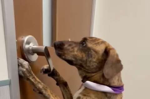 En video: perrita intenta escapar del veterinario abriendo la puerta con su pata