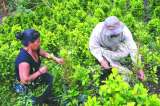 Con proyecto de ley, arranca tratamiento diferencial para pequeños cultivadores
