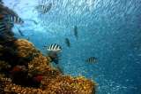 Zona considerada Patrimonio Mundial de arrecifes en Belice, amenazada por exploración petrolera