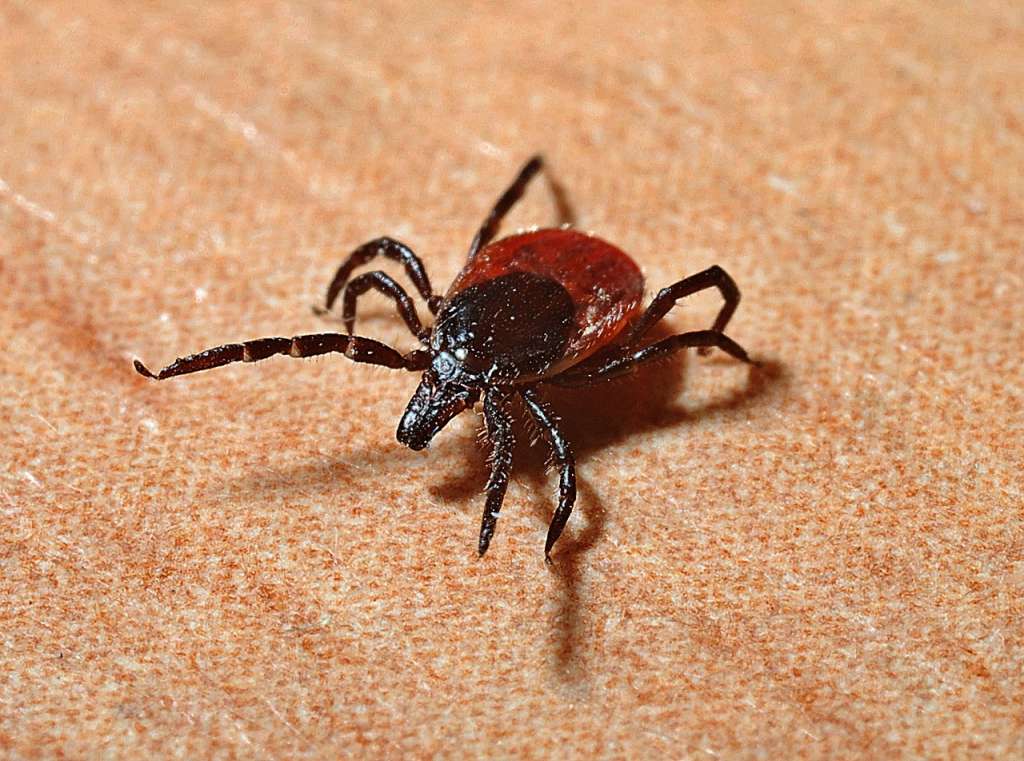 Estos insectos son muy comunes en las mascotas ya que se encuentran en árboles, debajo de hojas de plantas o en otras mascotas. Estas saltan y pasan de un pelaje a otro, como ocurre con los piojos en humanos.