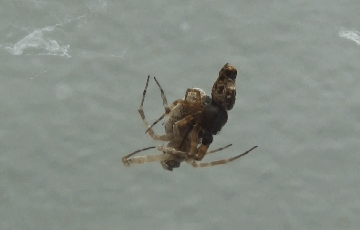 Macho y hembra de la araña Philoponella prominens apareándose.