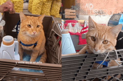 Whiskas, el “gato hamburguesero” que atiende un puesto en la Central de Abastos