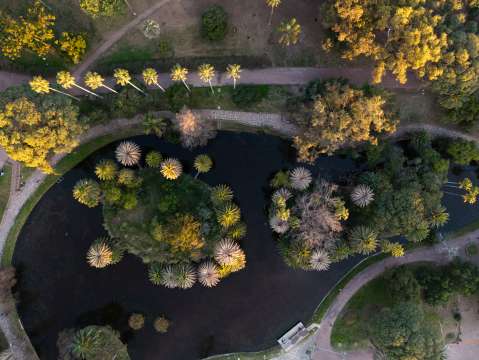 Por primera y única vez en sus vidas, florecieron las palmeras de Talipot en Río de Janeiro
